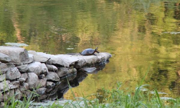 SK Land,<em> Turtle in Pond</em>, 2012