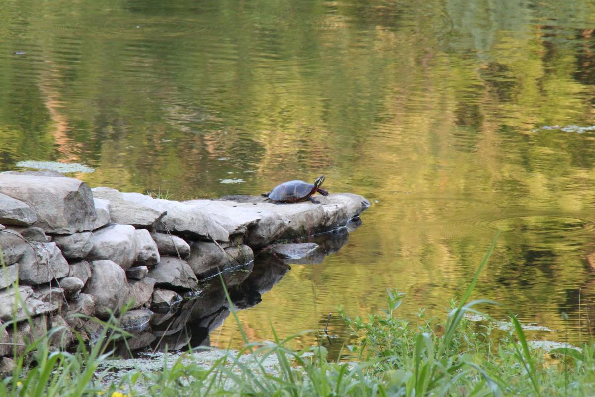 SK Land,<em> Turtle in Pond</em>, 2012