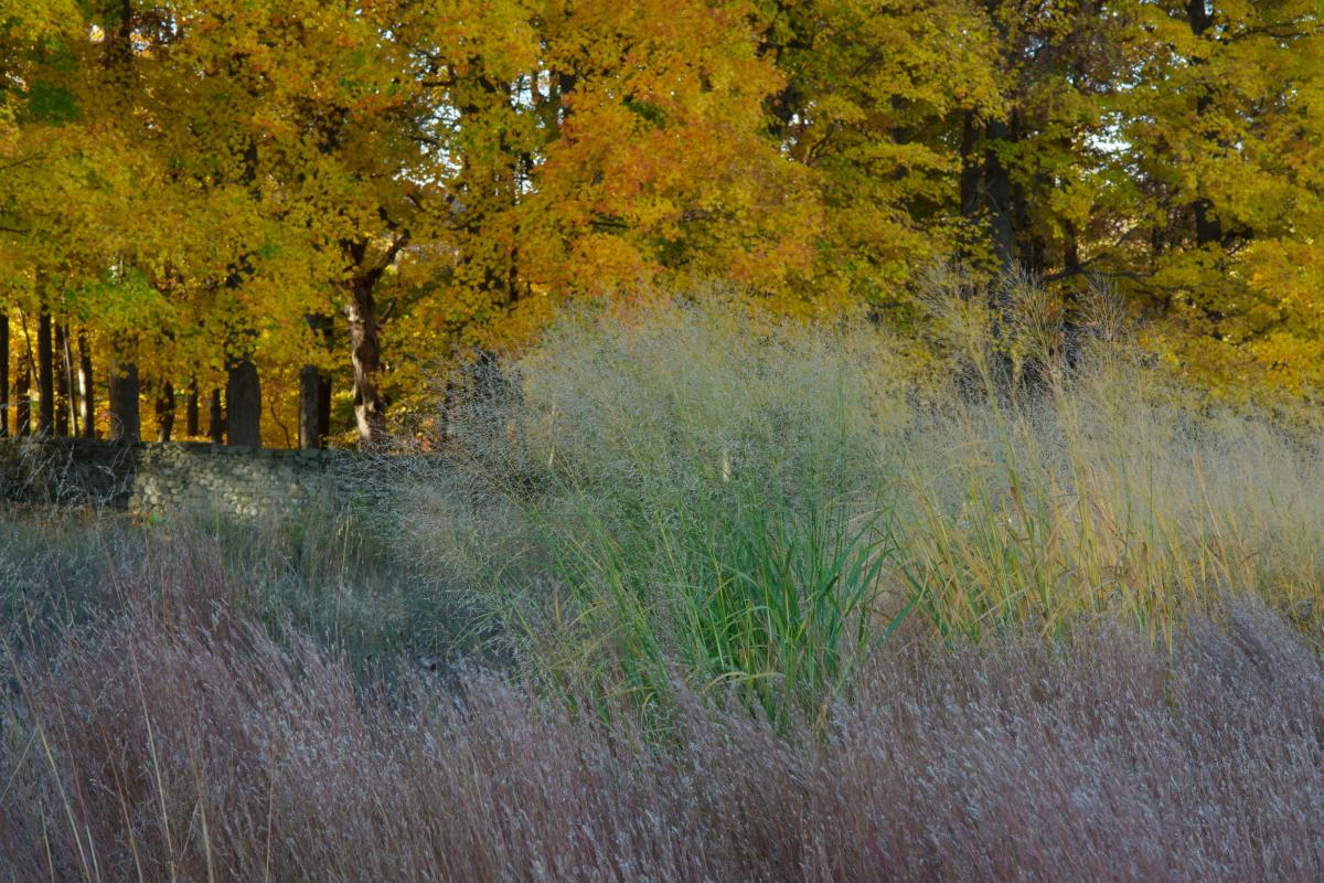 Landscape grasses, Fall 2012