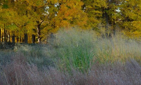 Landscape grasses, Fall 2012