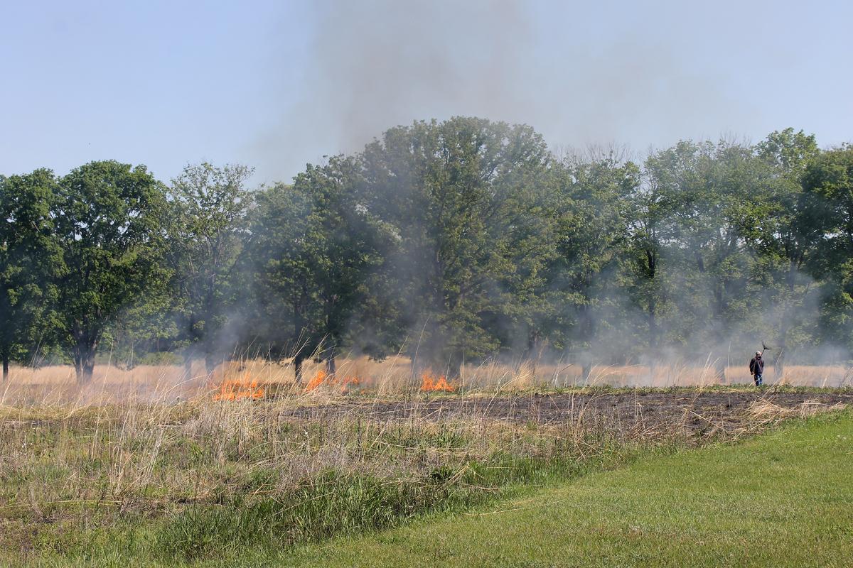 Grass Burning in the Meadow, 2018