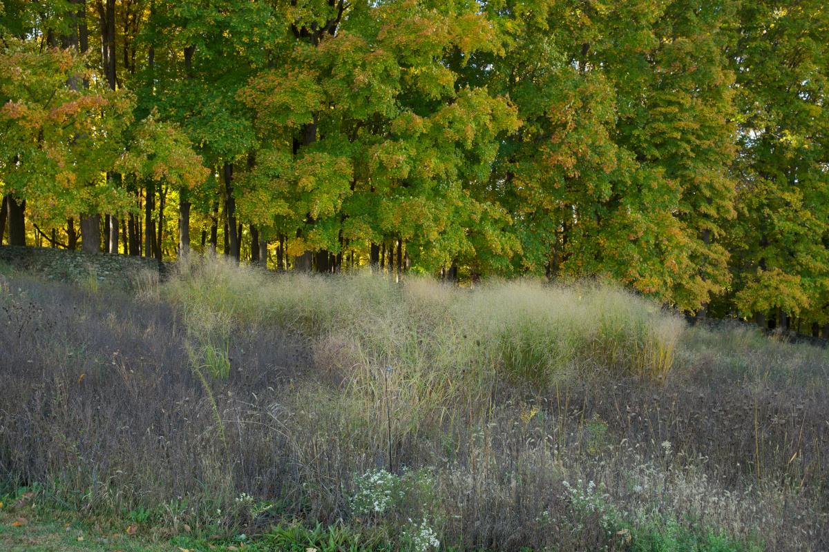 Landscape grasses, Storm King Art Center, 2012