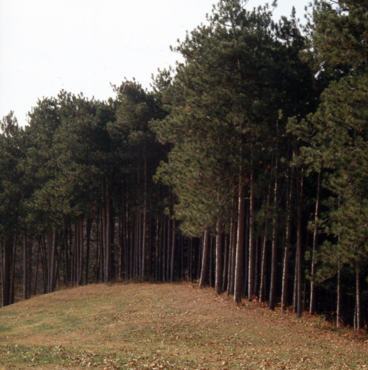 Red pine grove, North Woods, Storm King Art Center, 2001