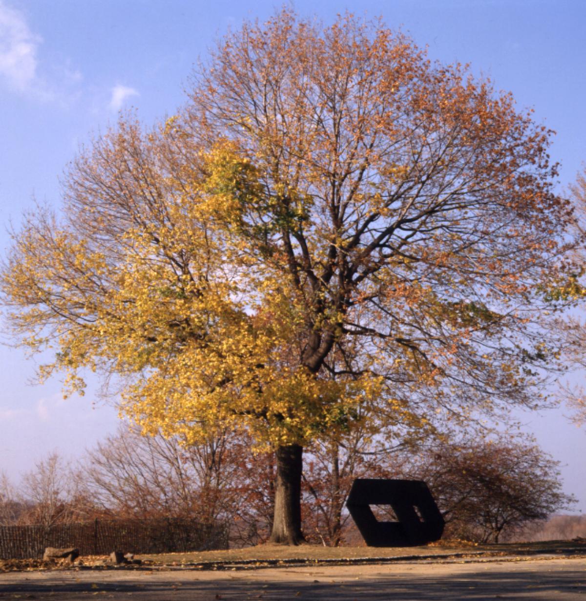 Norway Maple, East Parking, Storm King Art Center, 2001