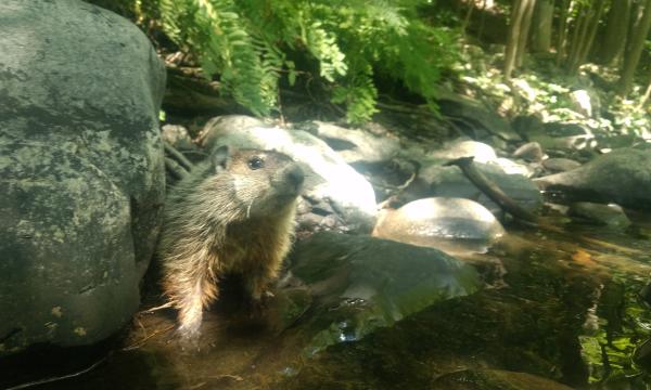 Woodchuck, Storm King Art Center