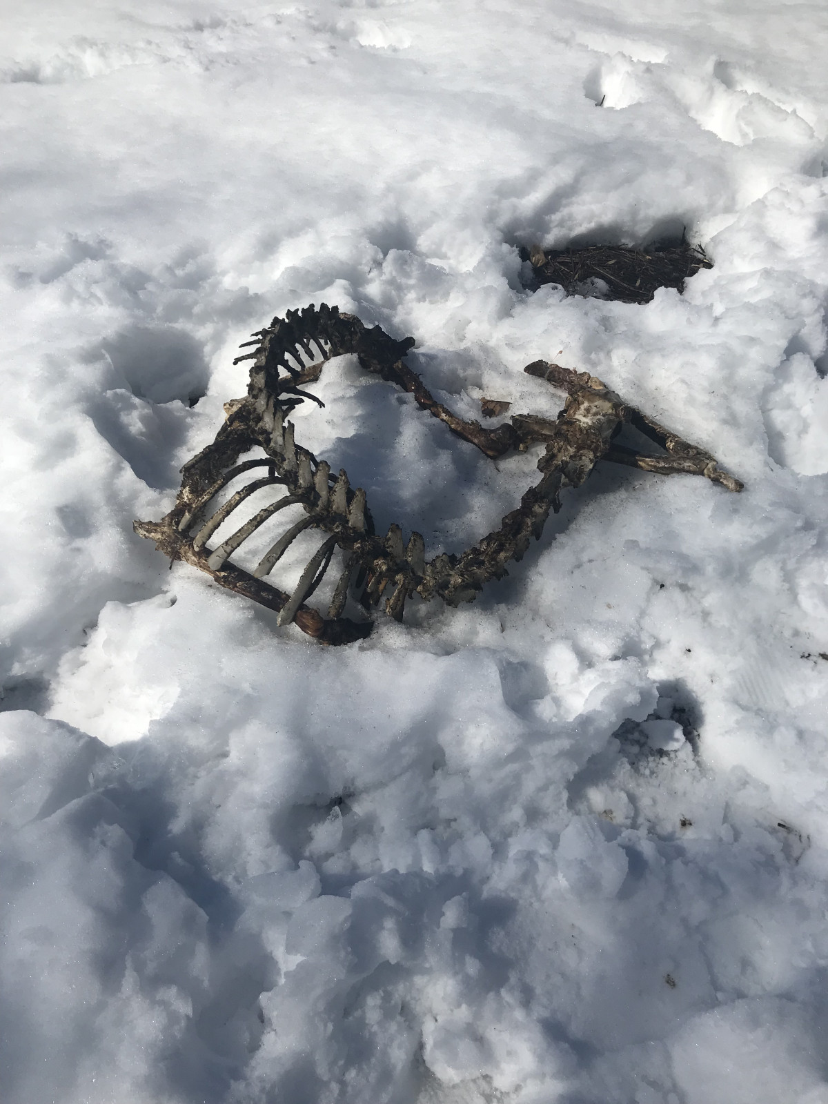Animal skeleton in the snow, Storm King Art Center