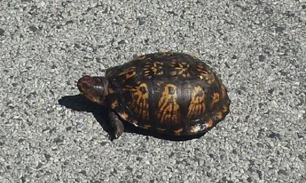 Turtle, Storm King Art Center