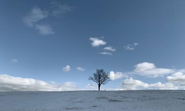 Winter tree, Storm King Art Center