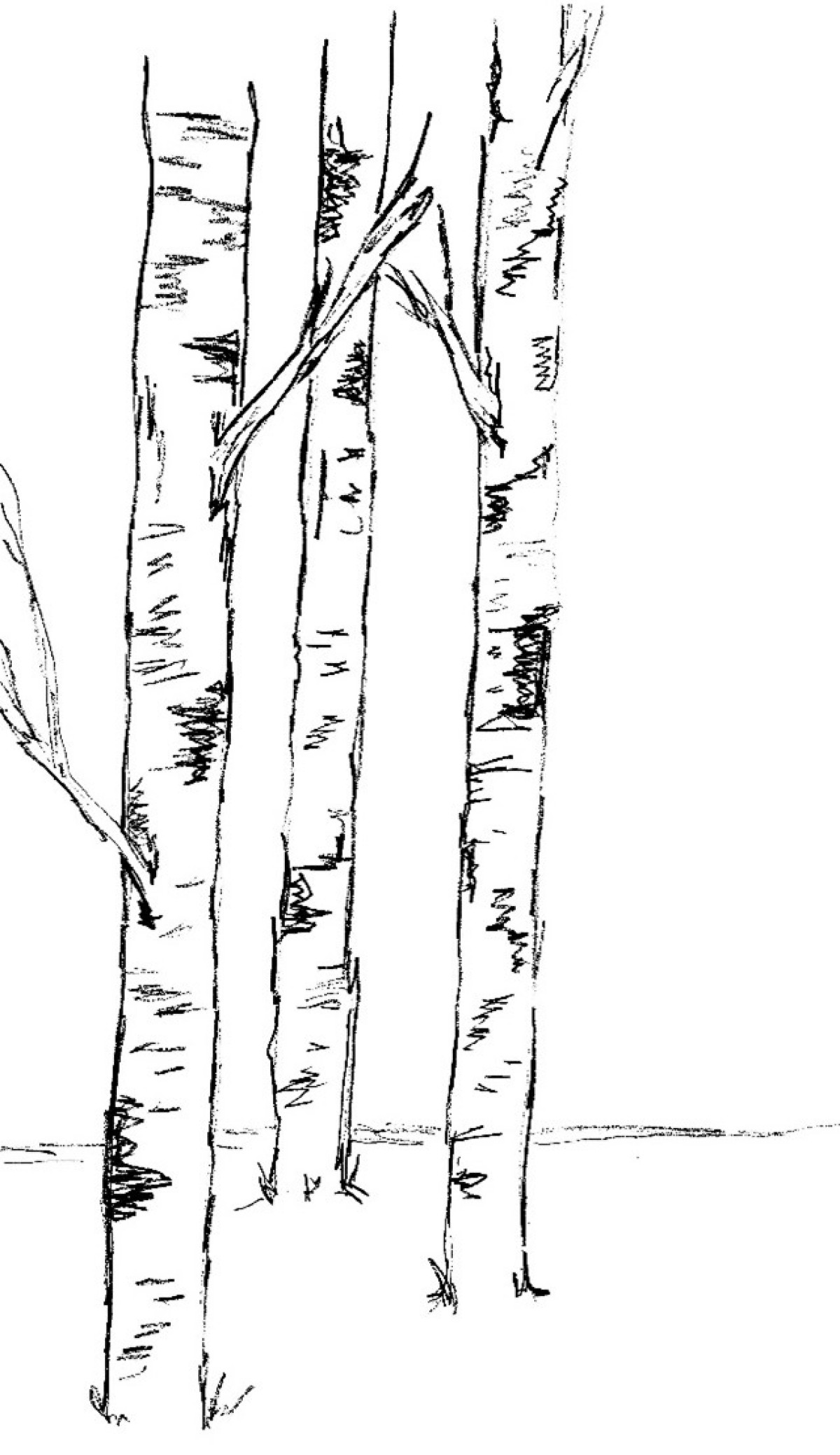 Birch trees, Storm King Art Center, 2021