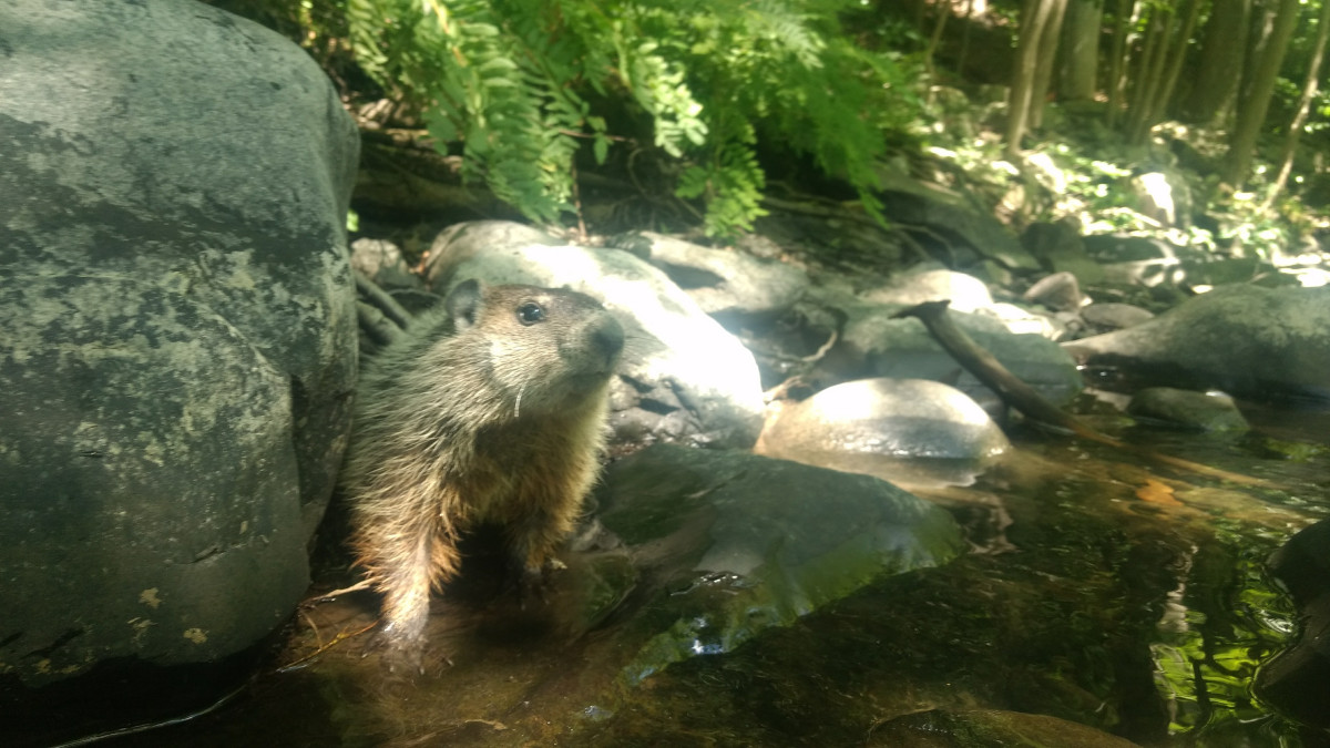 Woodchuck, Storm King Art Center