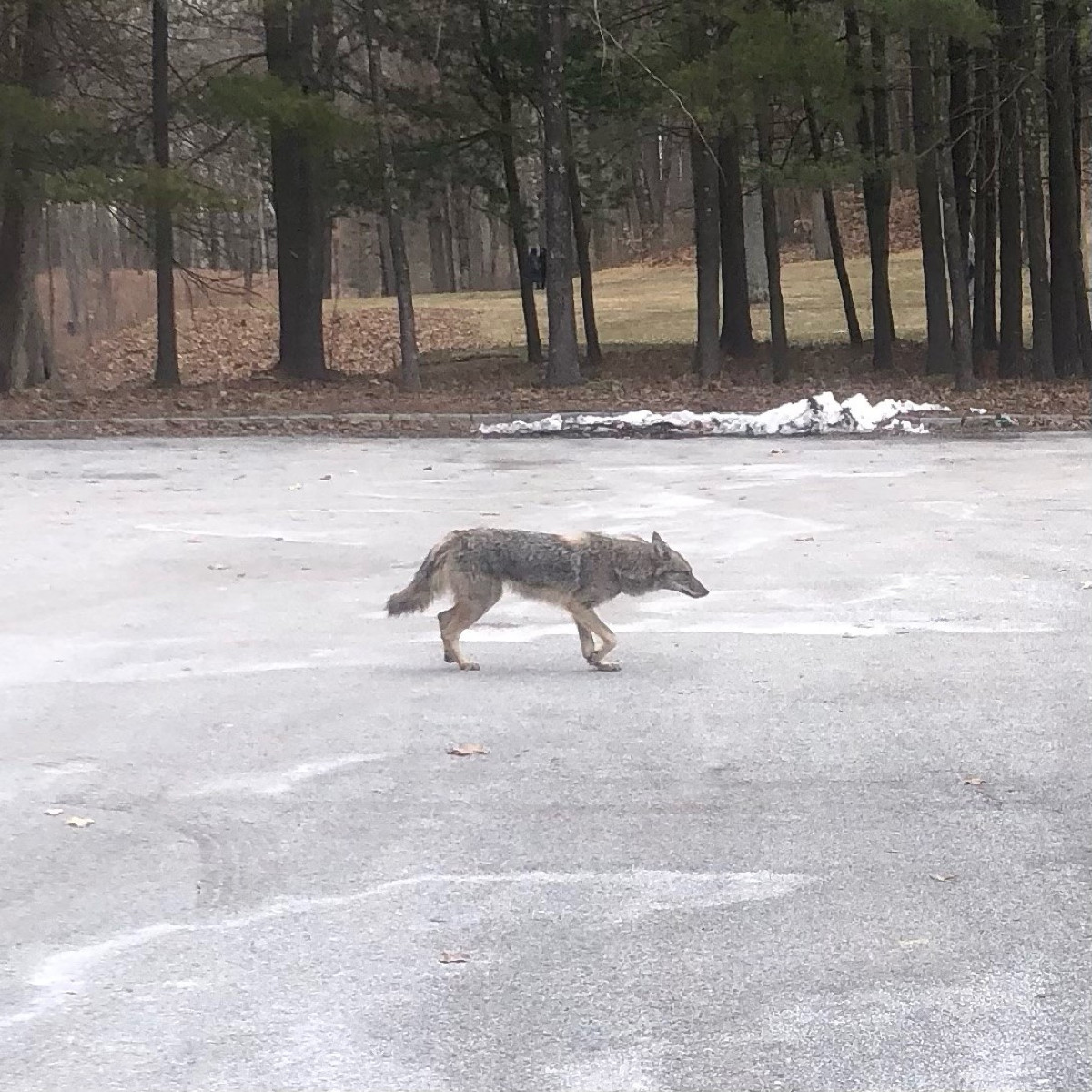 Coyote, Storm King Art Center
