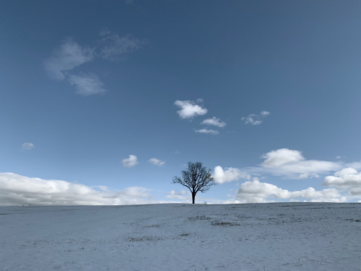 Winter tree, Storm King Art Center