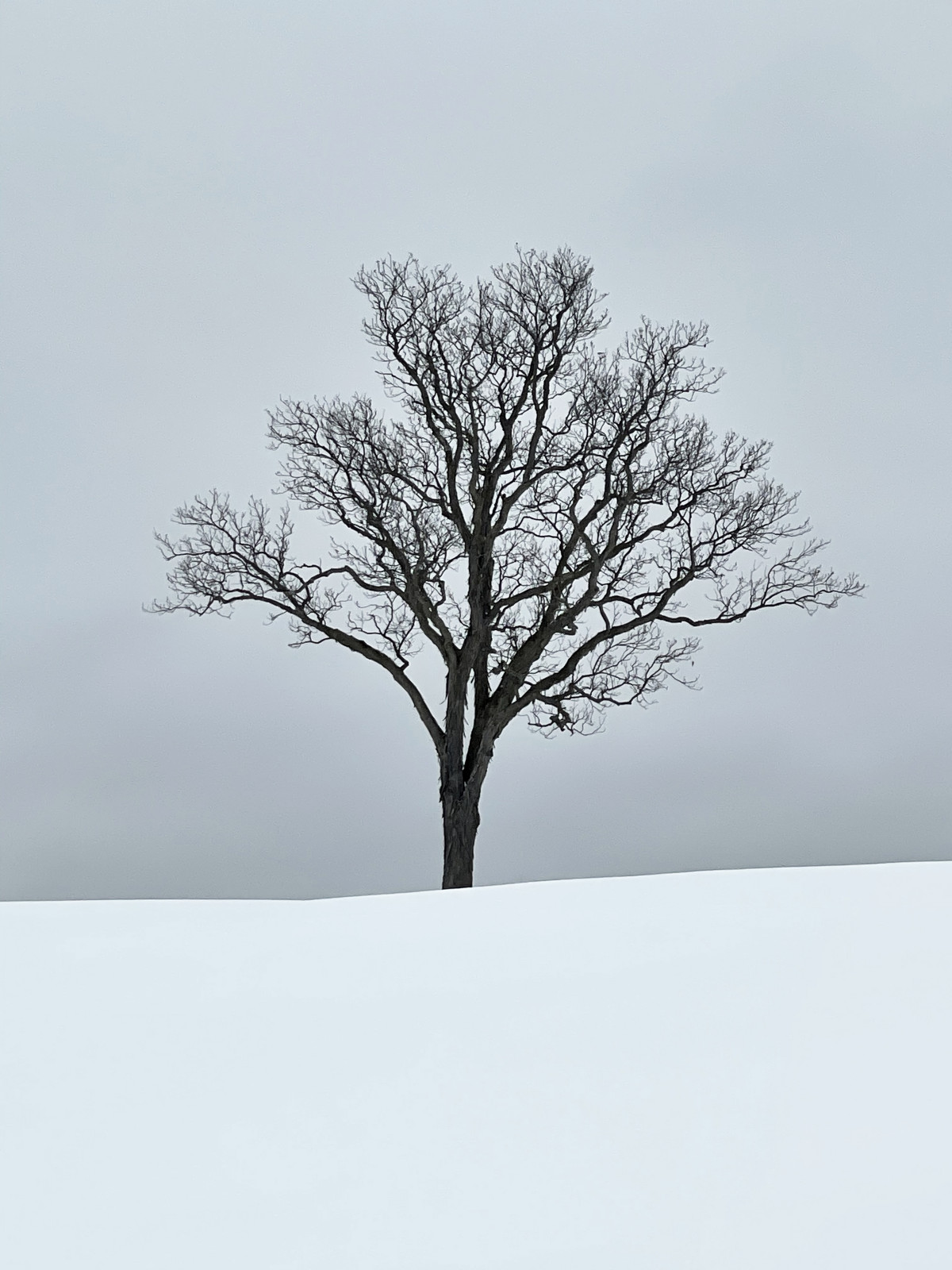 Winter Tree, Storm King Art Center