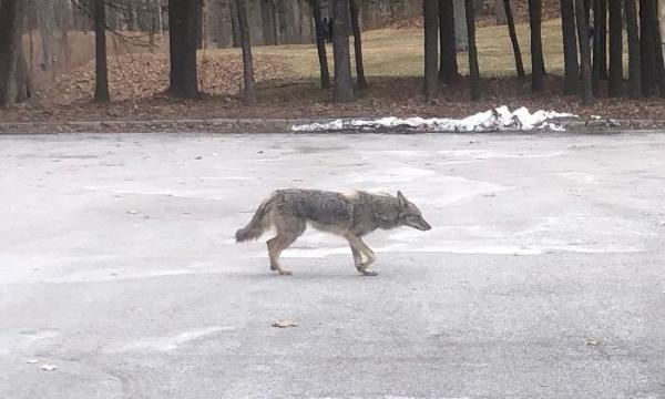 Coyote, Storm King Art Center