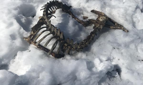 Animal skeleton in the snow, Storm King Art Center