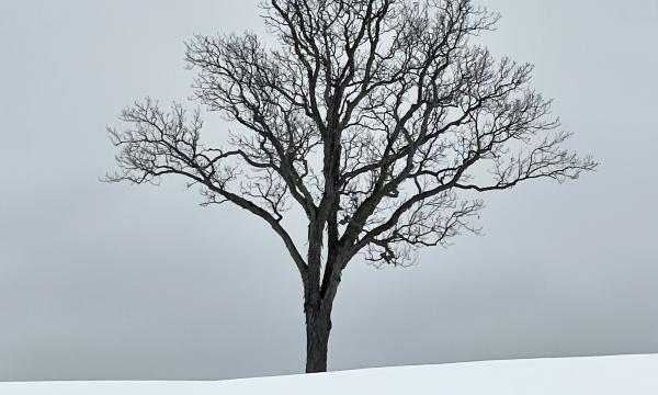 Winter Tree, Storm King Art Center