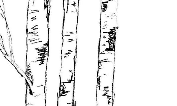 Birch trees, Storm King Art Center, 2021
