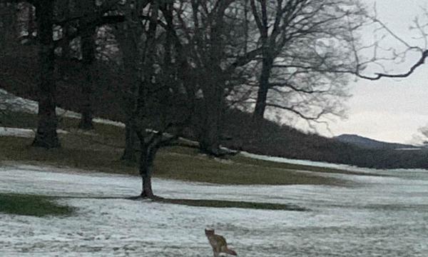 Coyote, Storm King Art Center