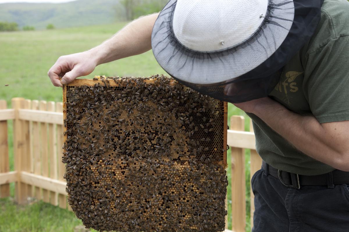 Untitled (Bees Making Honey)