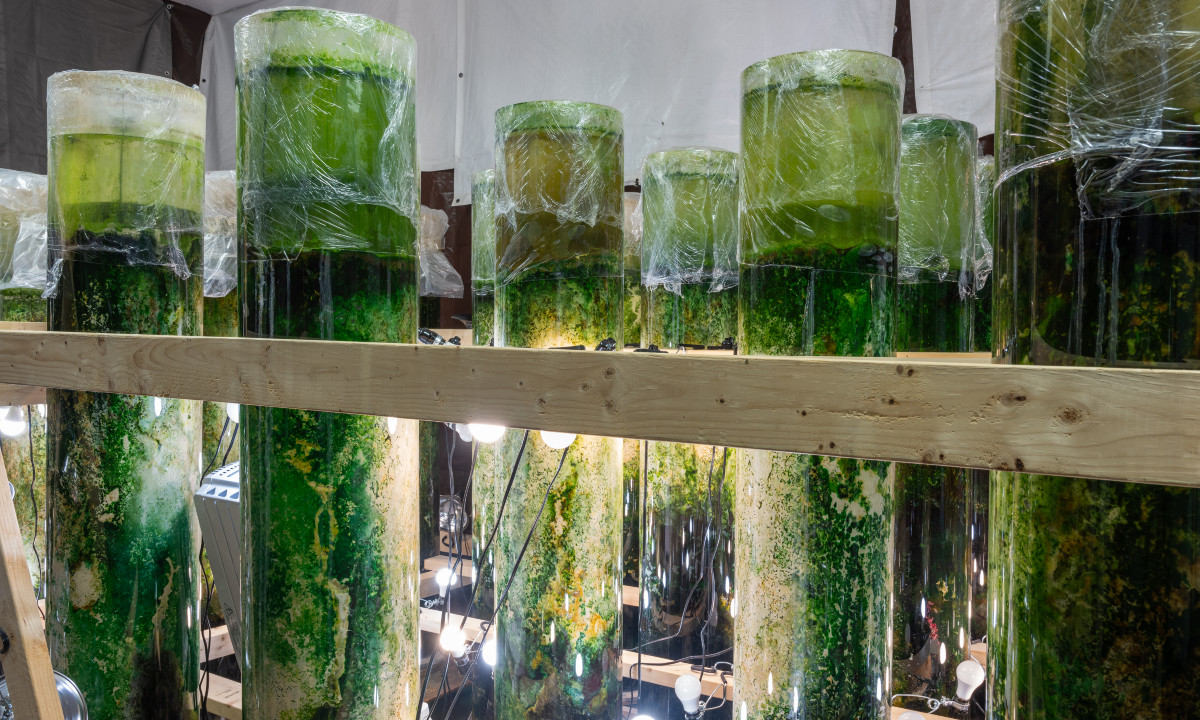 Anicka Yi: Message from the Mud