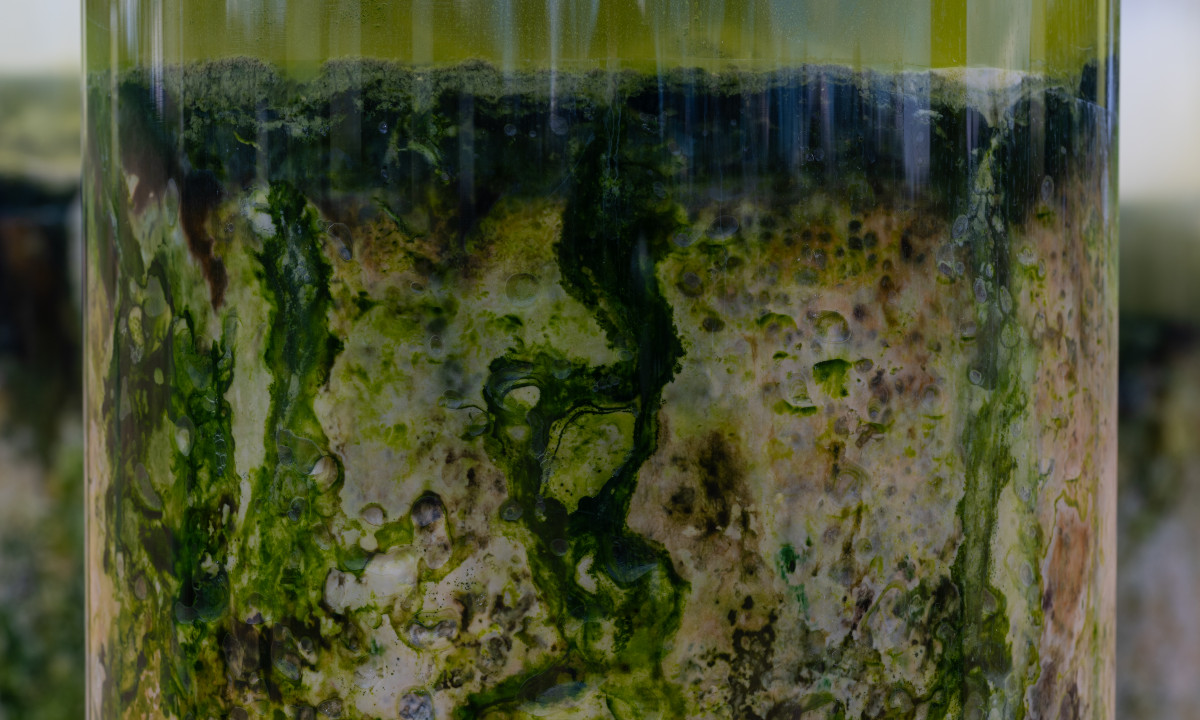 Anicka Yi,&nbsp;<em>Message from the Mud</em>, 2026 (installation view)&nbsp;