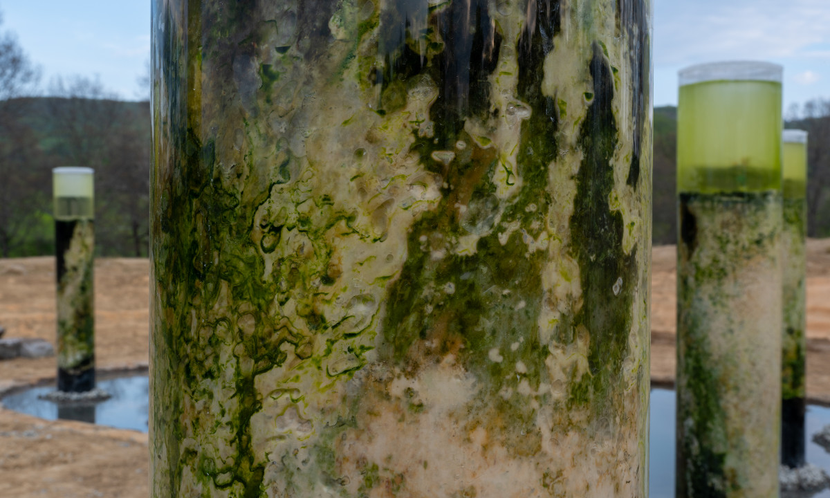 Anicka Yi,&nbsp;<em>Message from the Mud</em>, 2026 (installation view)&nbsp;